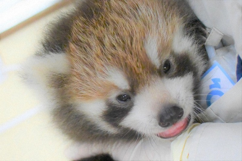 レッサーパンダの赤ちゃん公開 名前 投票してね 静岡 毎日新聞