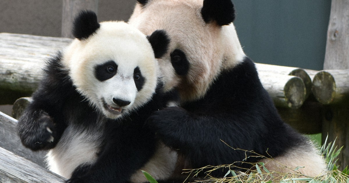 楓浜 1歳記念クリアファイル、冊子 アドベンチャーワールド 和歌山の