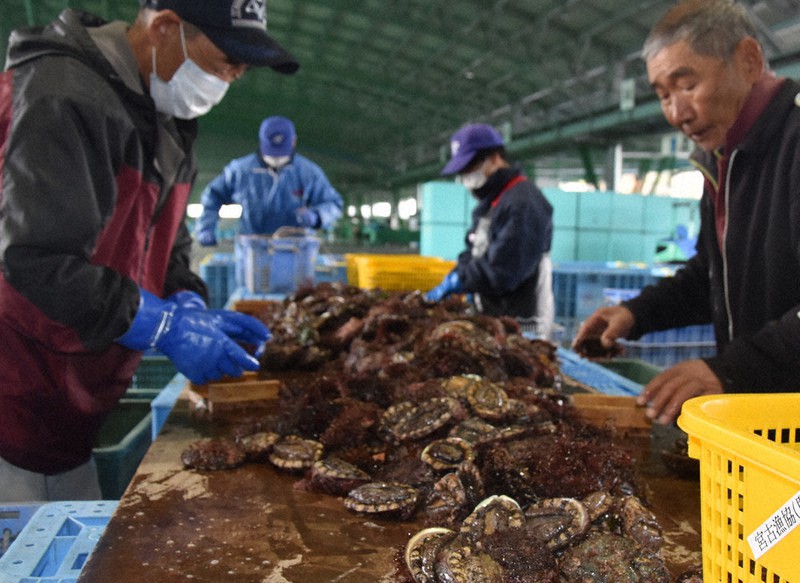NO ６ イワヒバ( 岩松 ） ３０年物 激安の投売り大特価 NO 6 イワヒバ( 岩松 ） 30年物 激安の投売り大特価 - メルカリ