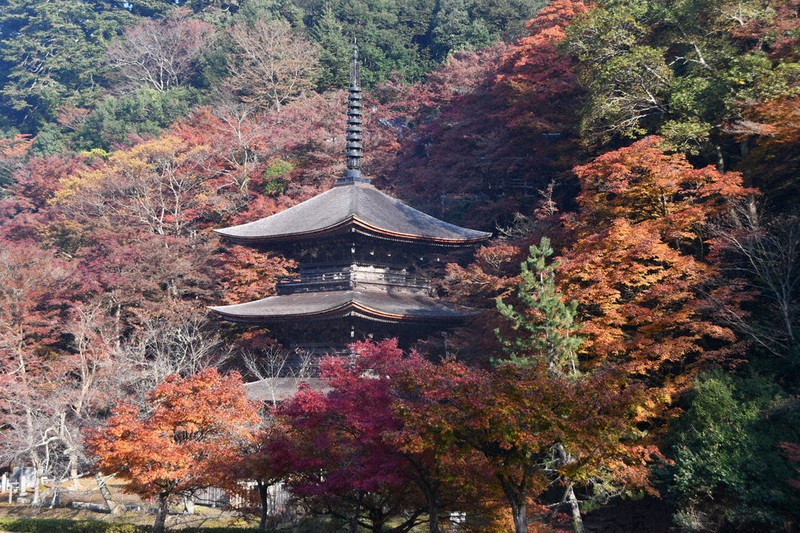 境内彩る晩秋の錦 舞鶴 金剛院 京都 毎日新聞