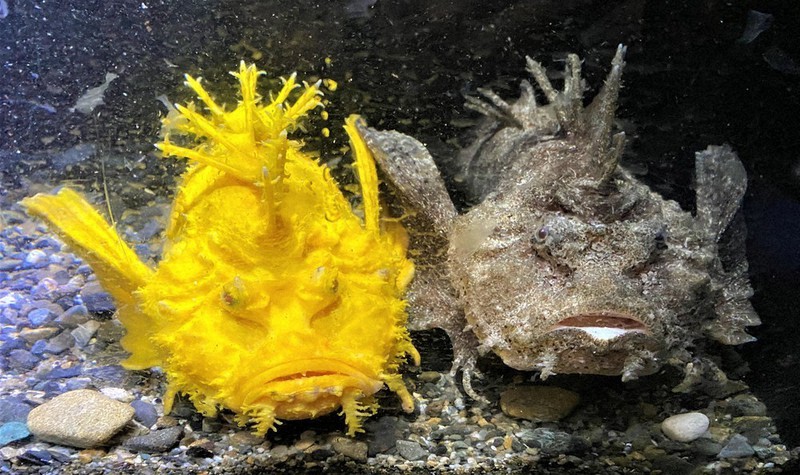 黄金色のオニオコゼ(左)と通常のオニオコゼのツーショット=新江ノ島水族館提供