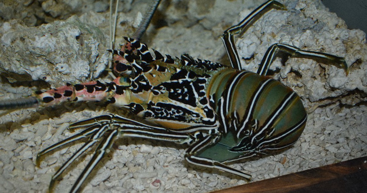 熱帯のゴシキエビ5匹、和歌山で相次ぎ捕獲 地元水族館デビュー | 毎日新聞