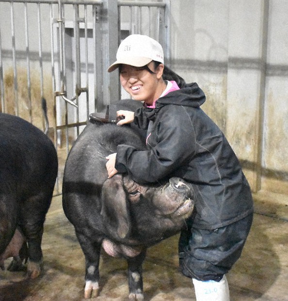 顔を寄せてくる豚の肌をブラッシングする小川さらさん=神奈川県立相原高校の豚舎で、宮島麻実撮影
