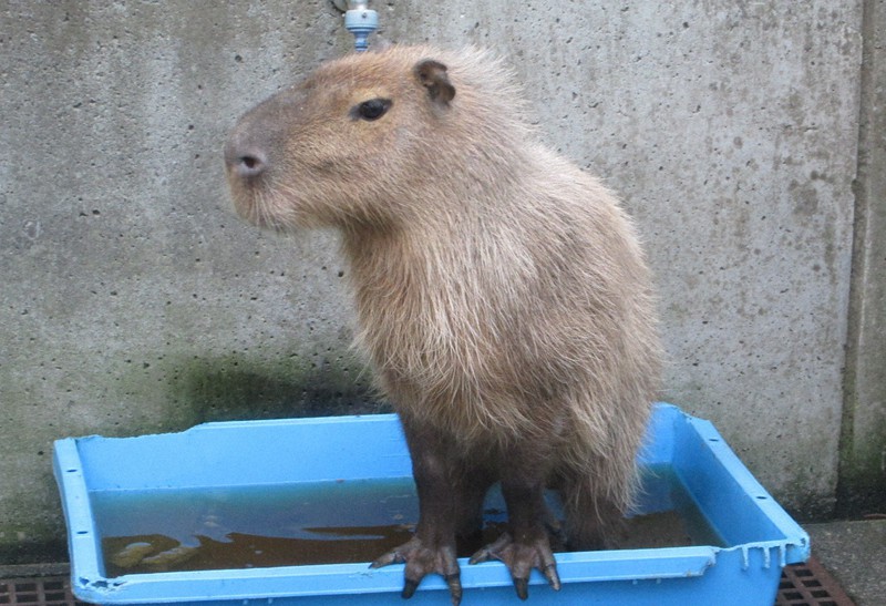 半年間放浪のカピバラ カッピー 公開へ 神奈川 平塚の動物園 毎日新聞 半年間放浪のカピバラ カッピー 公開へ 神奈川 平塚の動物園 毎日新聞