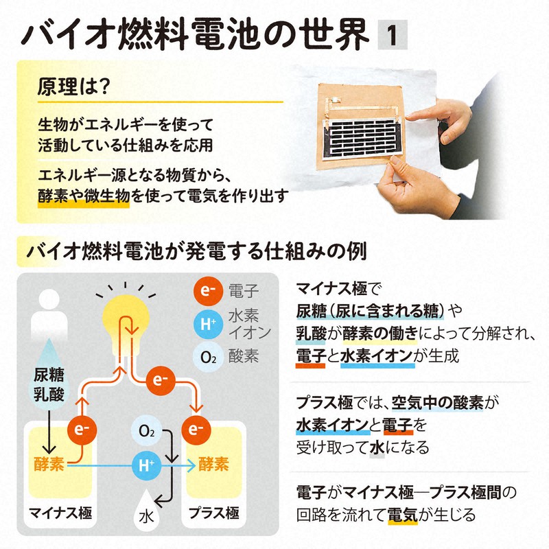 尿や汗から電気を取り出せる？ 生物の仕組み応用した電池の開発 | 毎日新聞