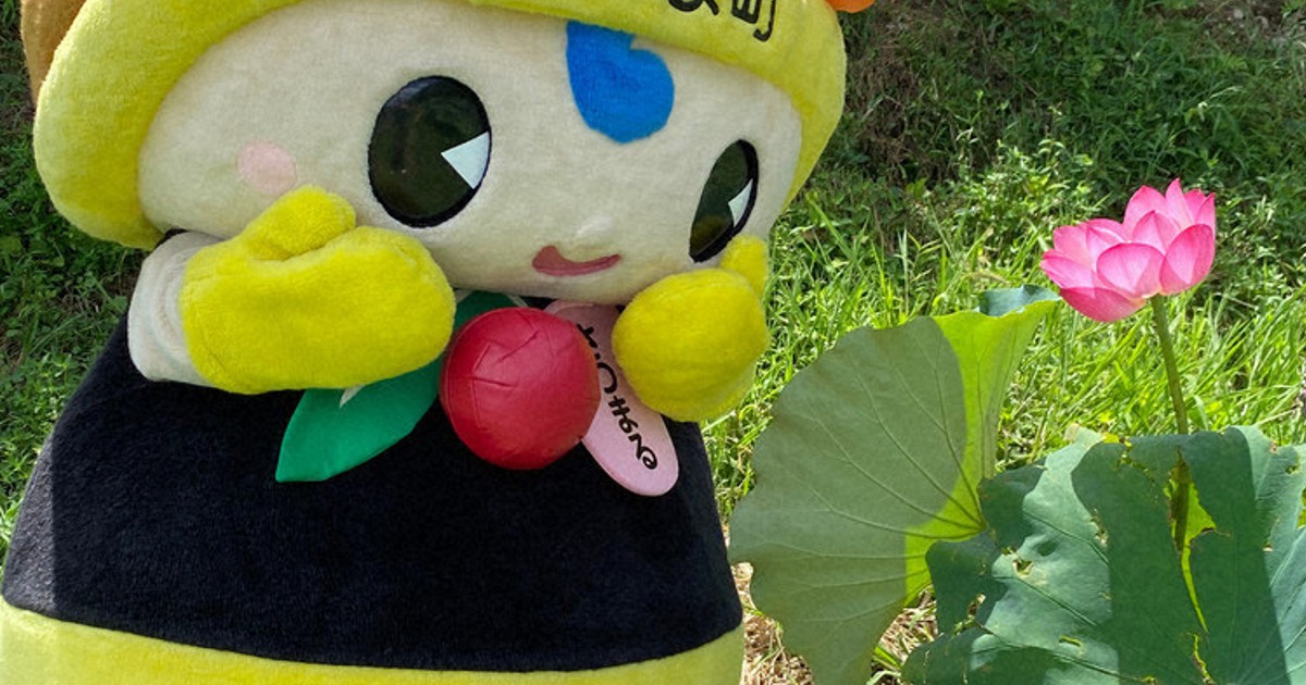 はーちゃん 鹿児島県長島町産あおさ はーちゃん様専用 鹿児島県長島町産あおさ