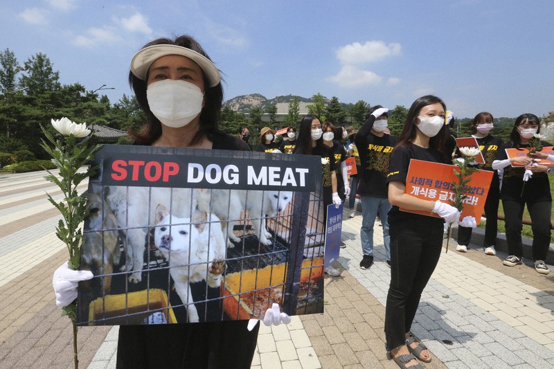 South Korea to launch task force on banning dog meat The Mainichi