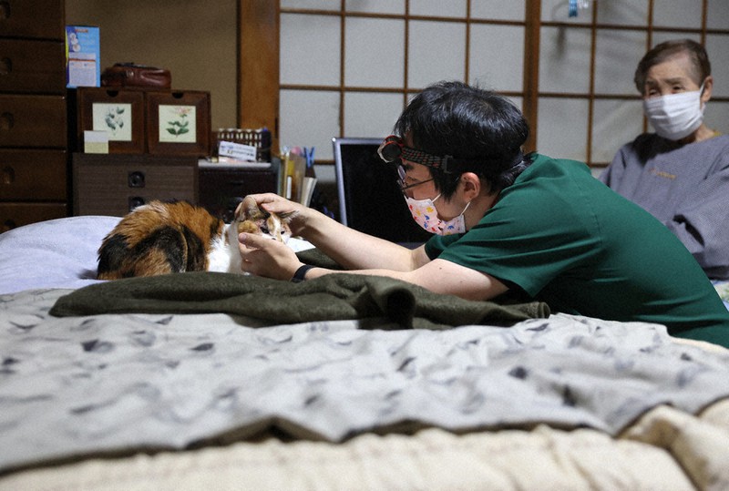 おとなしく桜井崇史獣医師の診察を受ける猫のコユキ=東京都三鷹市で2021年11月18日午後6時17分、佐々木順一撮影