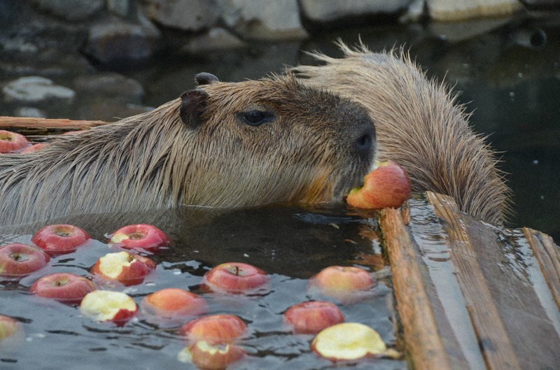 湯につかりながらリンゴをかじるカピバラ=栃木県那須町大島の那須どうぶつ王国で2021年11月26日、湯浅聖一撮影