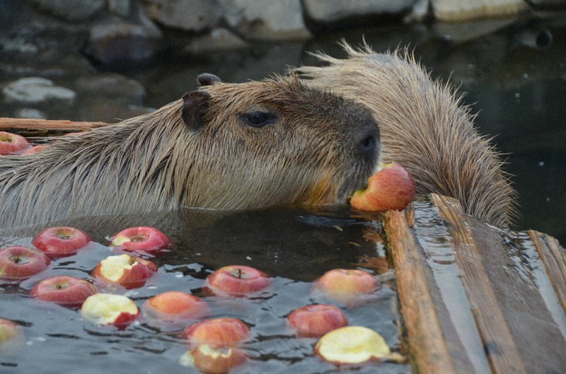 湯につかりながらリンゴをかじるカピバラ＝栃木県那須町大島の那須どうぶつ王国で2021年11月26日、湯浅聖一撮影