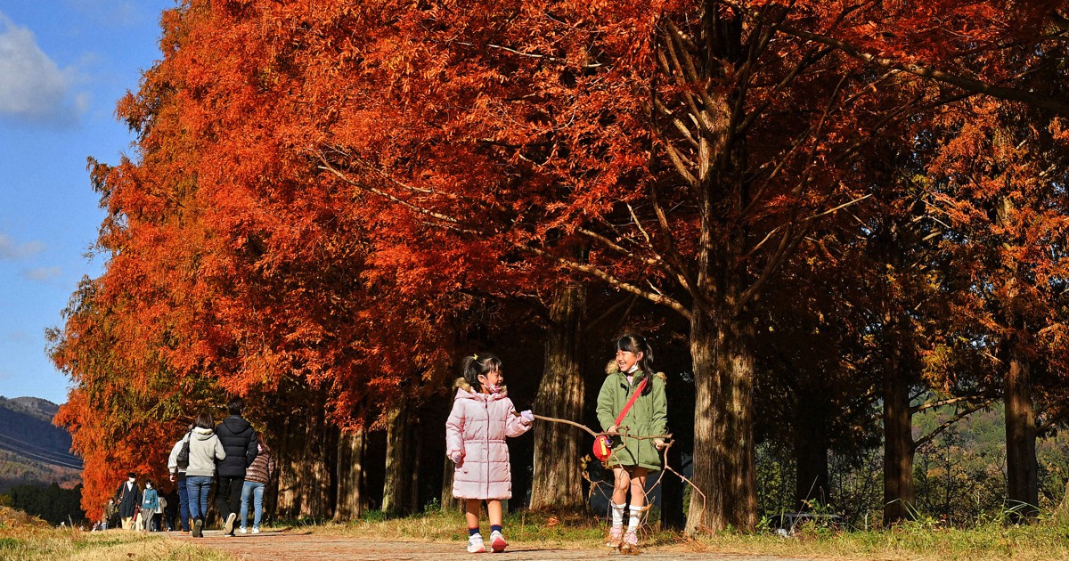 珪化木 メタセコイヤ アメリカ カルフォルニア産 φ890×t45mm アメリカ