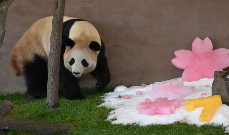 7歳になりました 双子パンダの桜浜と桃浜に祝いの氷 和歌山 白浜 毎日新聞