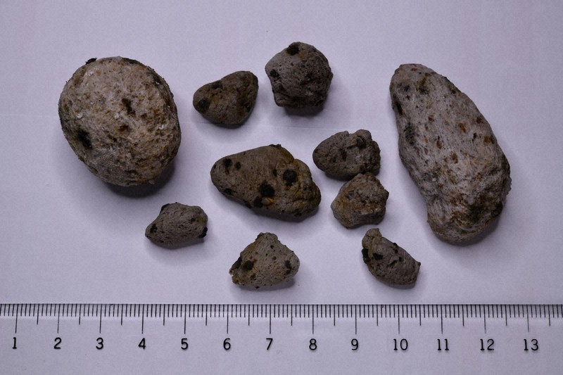 100年前にもあった海底火山噴火 大量の軽石が示したものとは | 毎日新聞