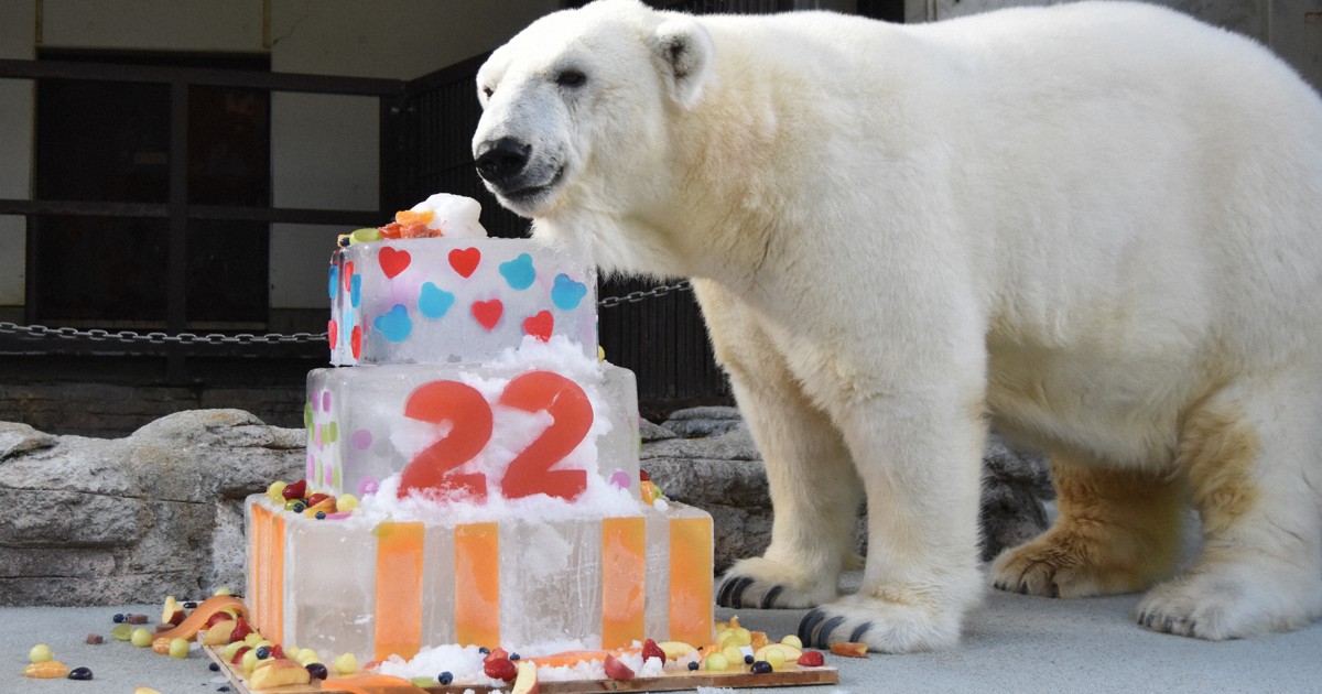 シロクマのピース、22歳の誕生日会 氷の特製ケーキをプレゼント | 毎日新聞