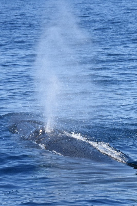 疑問氷解 どうしてクジラは頭から水が出るんですか 毎日新聞 疑問氷解 どうしてクジラは頭から水が出るんですか 毎日新聞