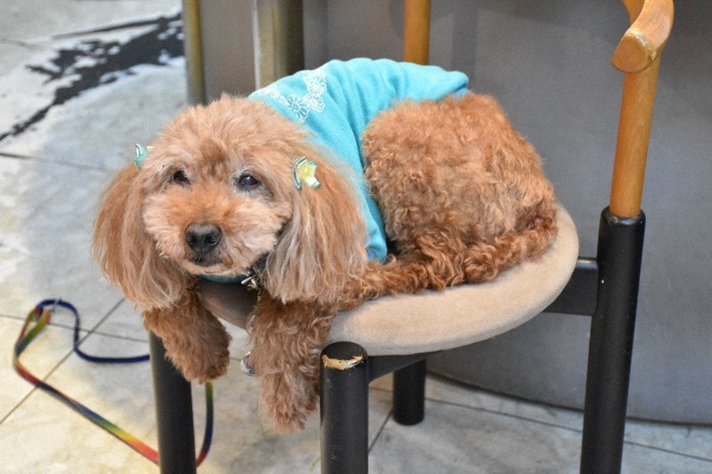 看板犬 ミント が人気 山口の宝飾店 会いに来る客も 山口 毎日新聞