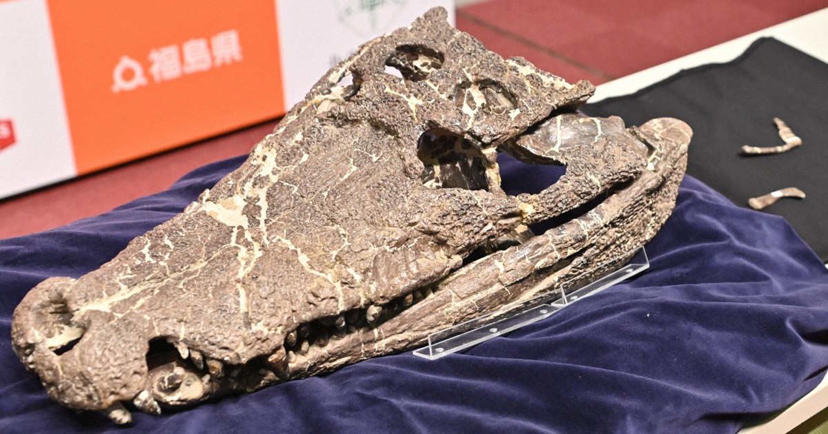 'Bonus' reptile fossil identified as new species 25 years after