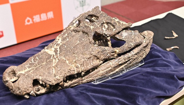 Bonus' reptile fossil identified as new species -- 25 years