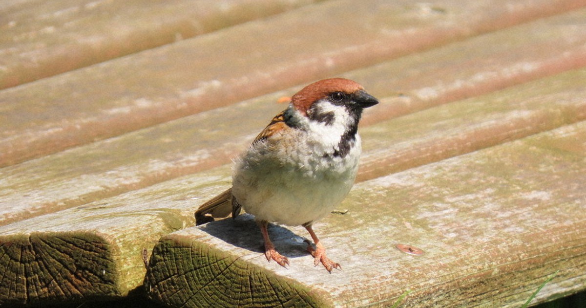 質問なるほドリ スズメとツバメ なぜ減少 人の暮らしの変化で 巣作りや餌確保難しく 回答 三股智子 毎日新聞