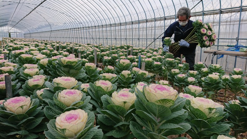 福よ来い コロナ去れ 新春彩る 切り花葉ぼたん 石川で本格出荷 毎日新聞