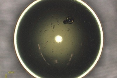 宮沢賢治 バタグルミ化石 土付き⑩ イギリス海岸のバタグルミ