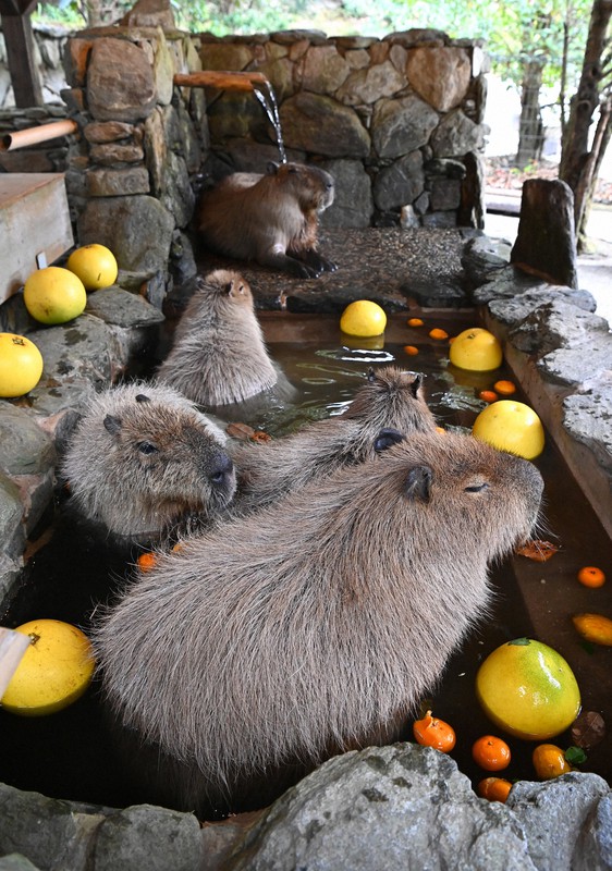 カピバラ、温泉で気持ちいい～ 冬至で特産ザボンやミカンぷかぷか