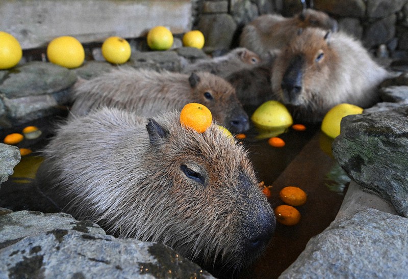 カピパラ ザボンなう 長崎バイオパーク | 毎日新聞