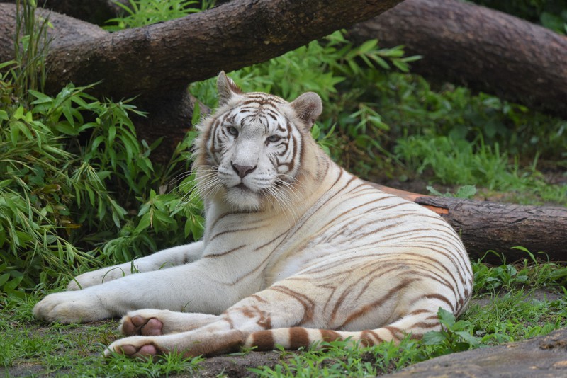 寅年に年女のトラ「ソソノ」 幸運招く白い毛並み 愛媛・とべ動物園