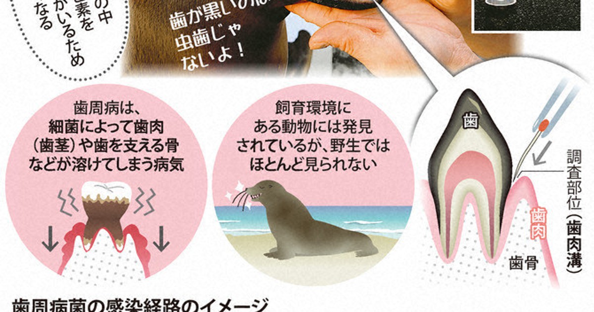 科学の森 動物にも感染 人間の歯周病菌 動物園でサンプリング調査 毎日新聞