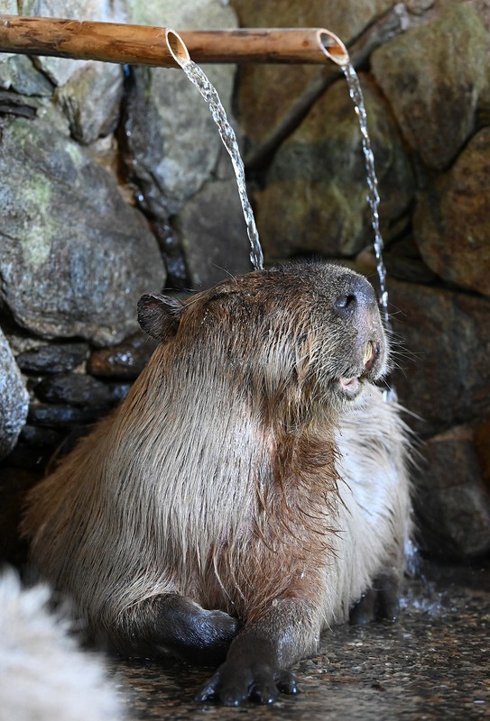 In Photos: Capybaras at Nagasaki Bio Park relax in hot tub during