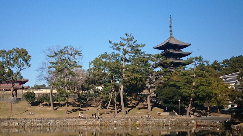 奈良・猿沢池で興福寺五重塔隠す樹木剪定 100年前の景観へ整備 | 毎日新聞