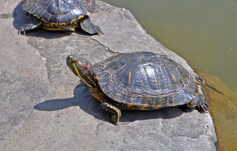 アメリカザリガニの販売や放出規制 改正案提出へ 飼育継続はOK | 毎日新聞