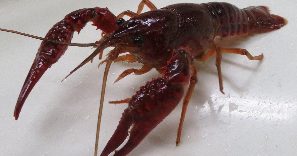 AMEZARI さらばあめりかんザリガニ CD 新品未使用 アメリカザリガニの販売や放出規制 改正案提出へ 飼育継続はOK | 毎日新聞