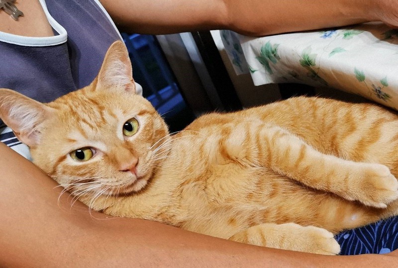もう死なせない 野良猫救出作戦に立ち上がった鉄工所の男性たち | 毎日新聞