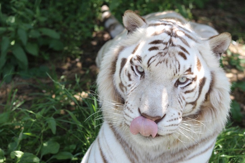 寅年正月はホワイトタイガーで験担ぎ 1 3日にイベント 和歌山 毎日新聞