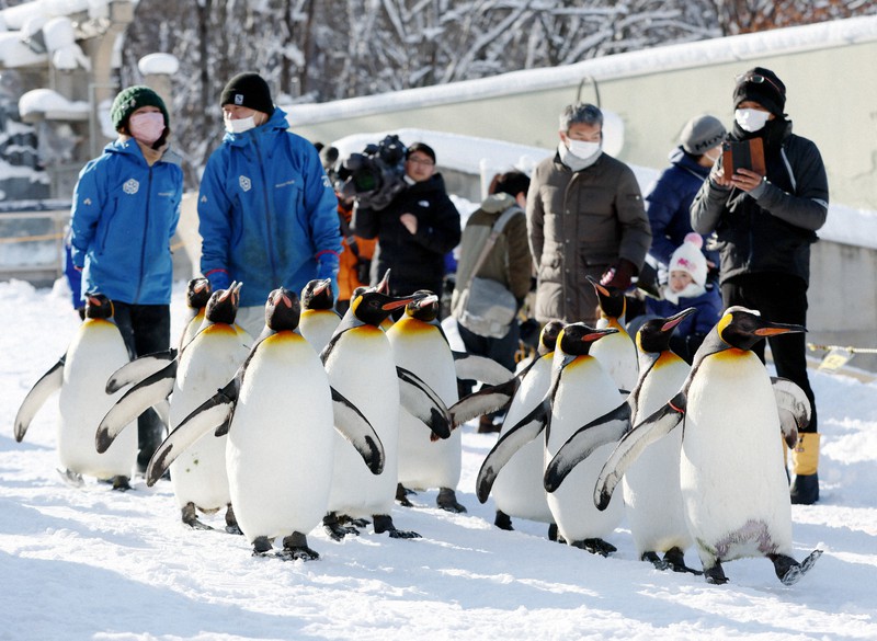 新雪コースを思い思いに 今冬も恒例「ペンギン散歩」 旭山動物園 新雪コースを思い思いに 今冬も恒例「ペンギン散歩」 旭山動物園