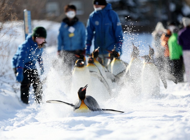 新雪コースを思い思いに 今冬も恒例 ペンギン散歩 旭山動物園 写真特集1 5 毎日新聞