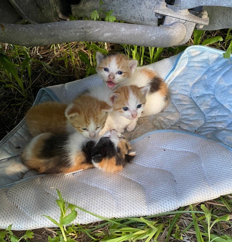 もう死なせない 野良猫救出作戦に立ち上がった鉄工所の男性たち [写真