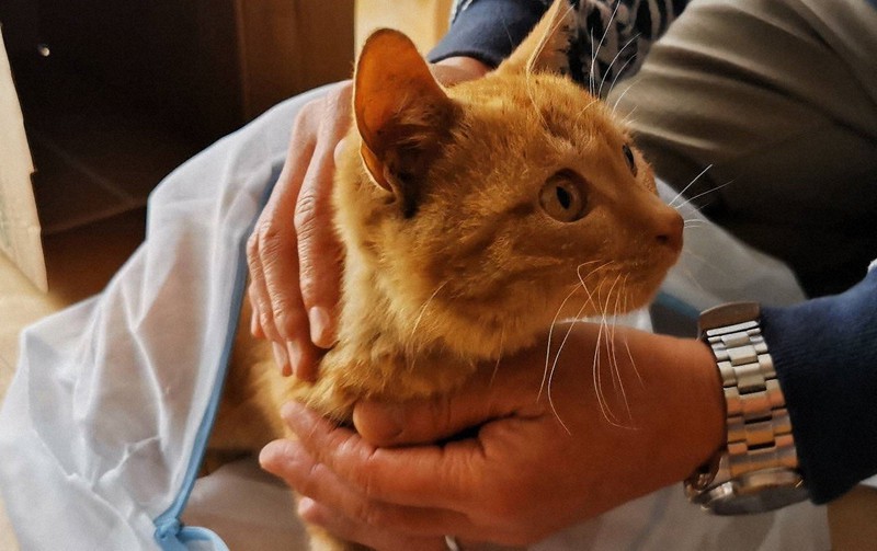もう死なせない 野良猫救出作戦に立ち上がった鉄工所の男性たち [写真