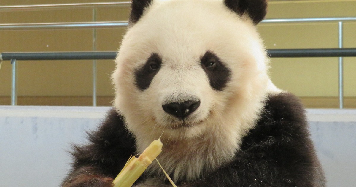 神戸のパンダ「タンタン」中国返還1年延期 心臓疾患の治療続く | 毎日新聞