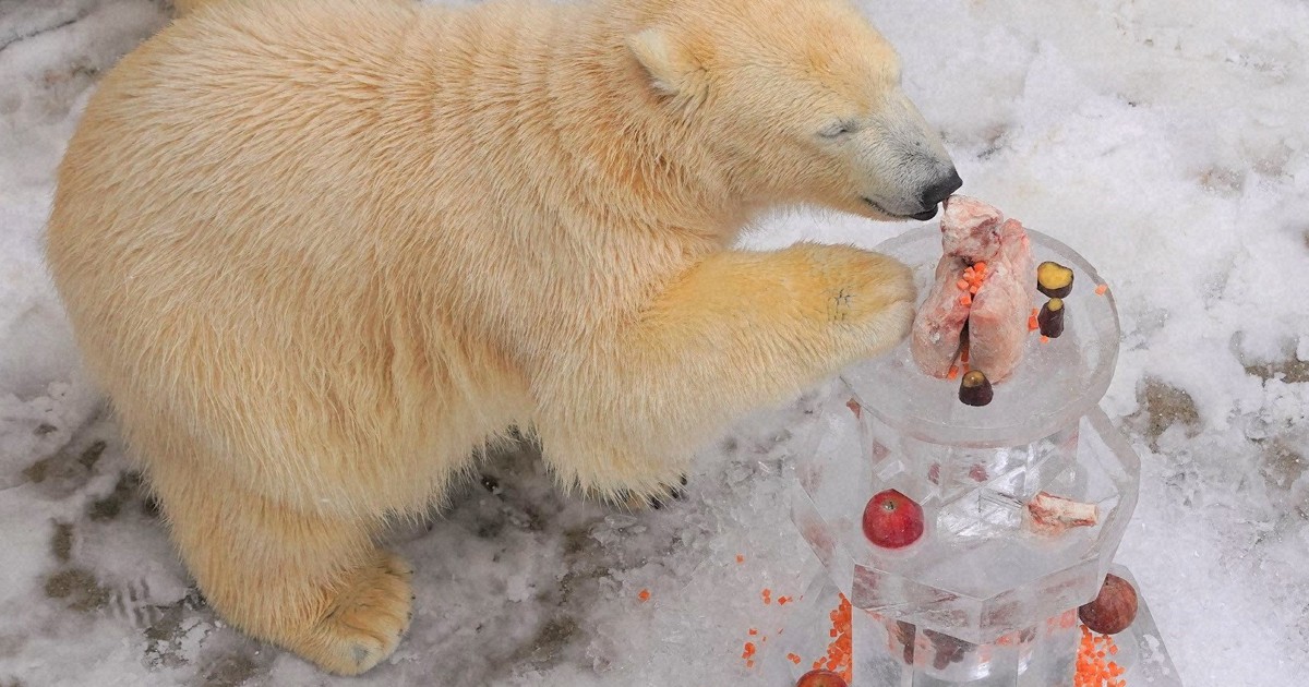 ホッキョクグマのフブキ1歳 秋田の水族館、記念写真集の写真募集