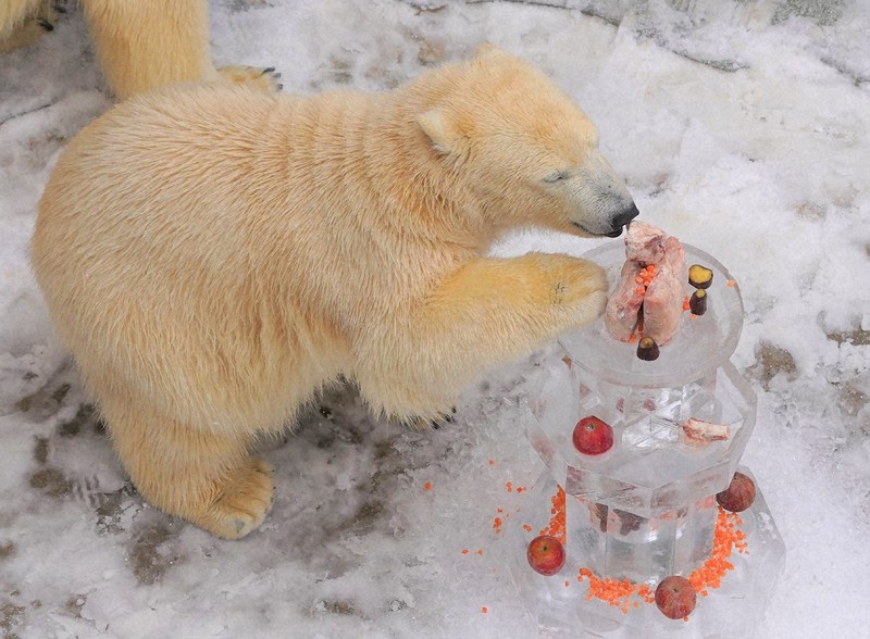 ホッキョクグマのフブキ1歳 秋田の水族館、記念写真集の写真募集