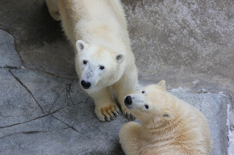 ホッキョクグマのフブキ1歳 秋田の水族館、記念写真集の写真募集 [写真