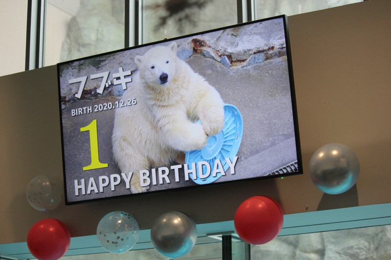 ホッキョクグマのフブキ1歳 秋田の水族館、記念写真集の写真募集 [写真