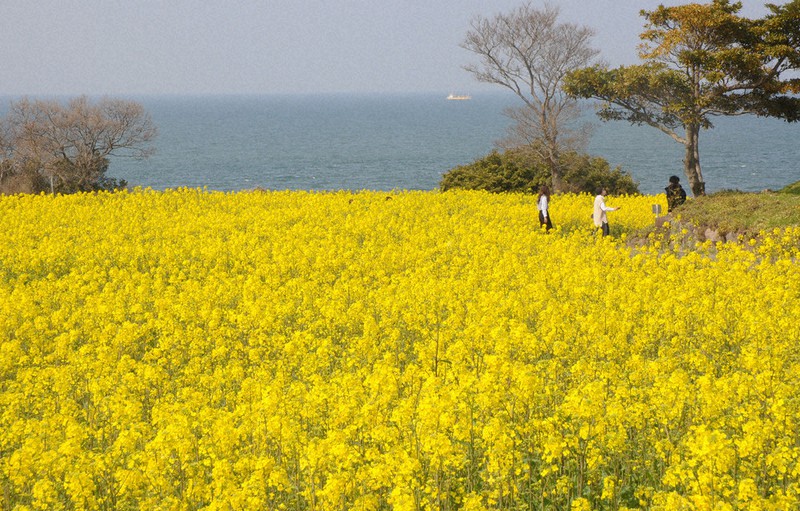 ゆったり九州山口 ふるさと愛編 花と油で放棄地再生 大分 長崎鼻b Kネット 絶好の立地で集客仕掛け 大分 毎日新聞