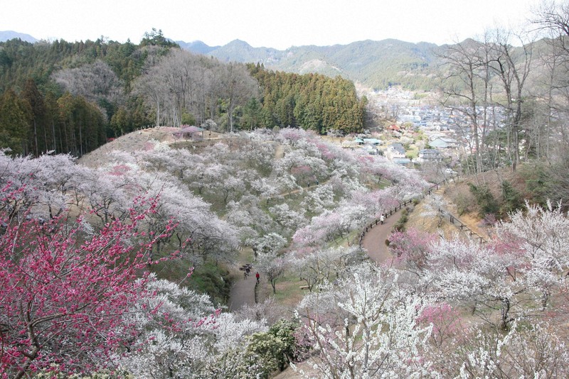 約1700本の梅の木があり、白梅や紅梅の花が咲き誇っていた「青梅市梅の公園」(2012年4月撮影)。2014年にはすべての木が伐採された=青梅市提供