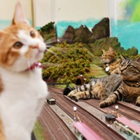 疾走する列車にネコパンチ! 14匹の猫がくつろぐジオラマ食堂 [写真特集