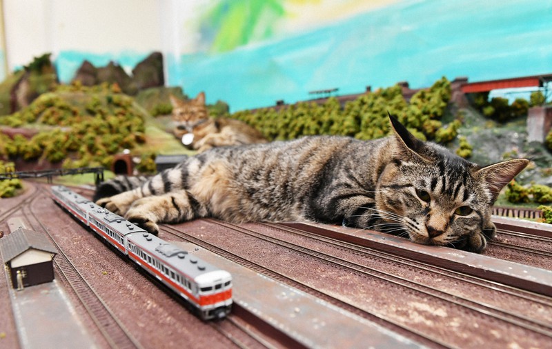 疾走する列車にネコパンチ! 14匹の猫がくつろぐジオラマ食堂 [写真特集