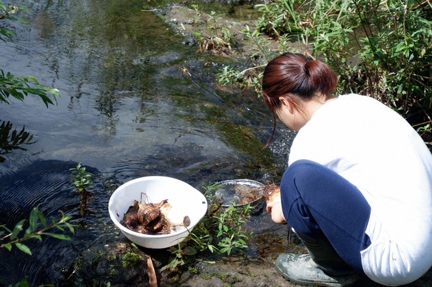 近所の方にいただいた里芋は家の下の川で土を落とす=井上美羽さん撮影