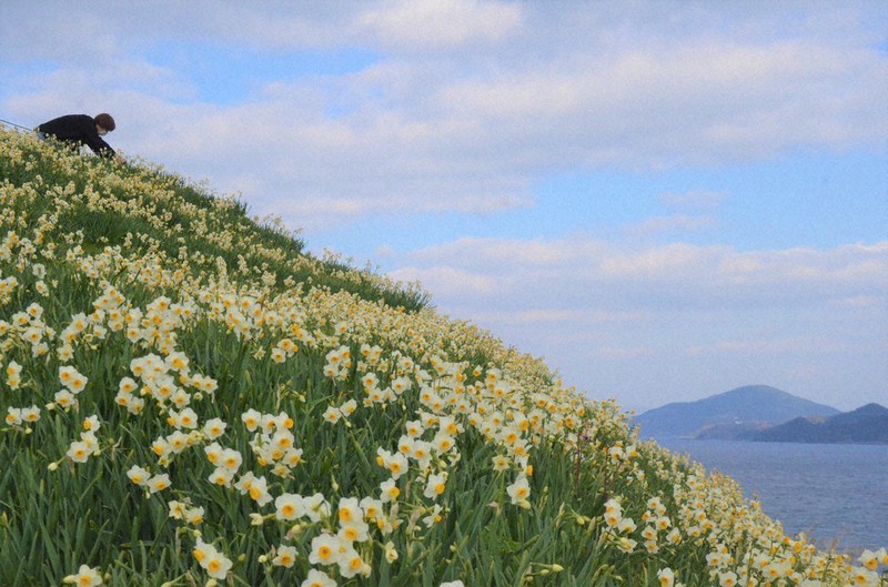 海沿いの丘にスイセン1000万本 甘い香り 長崎 野母崎地区 毎日新聞